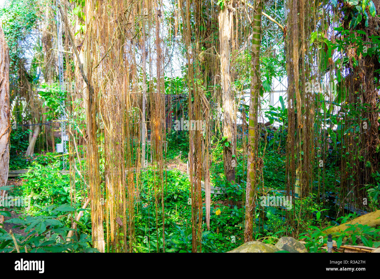 artificial rainforest for university biology studies in arizona Stock