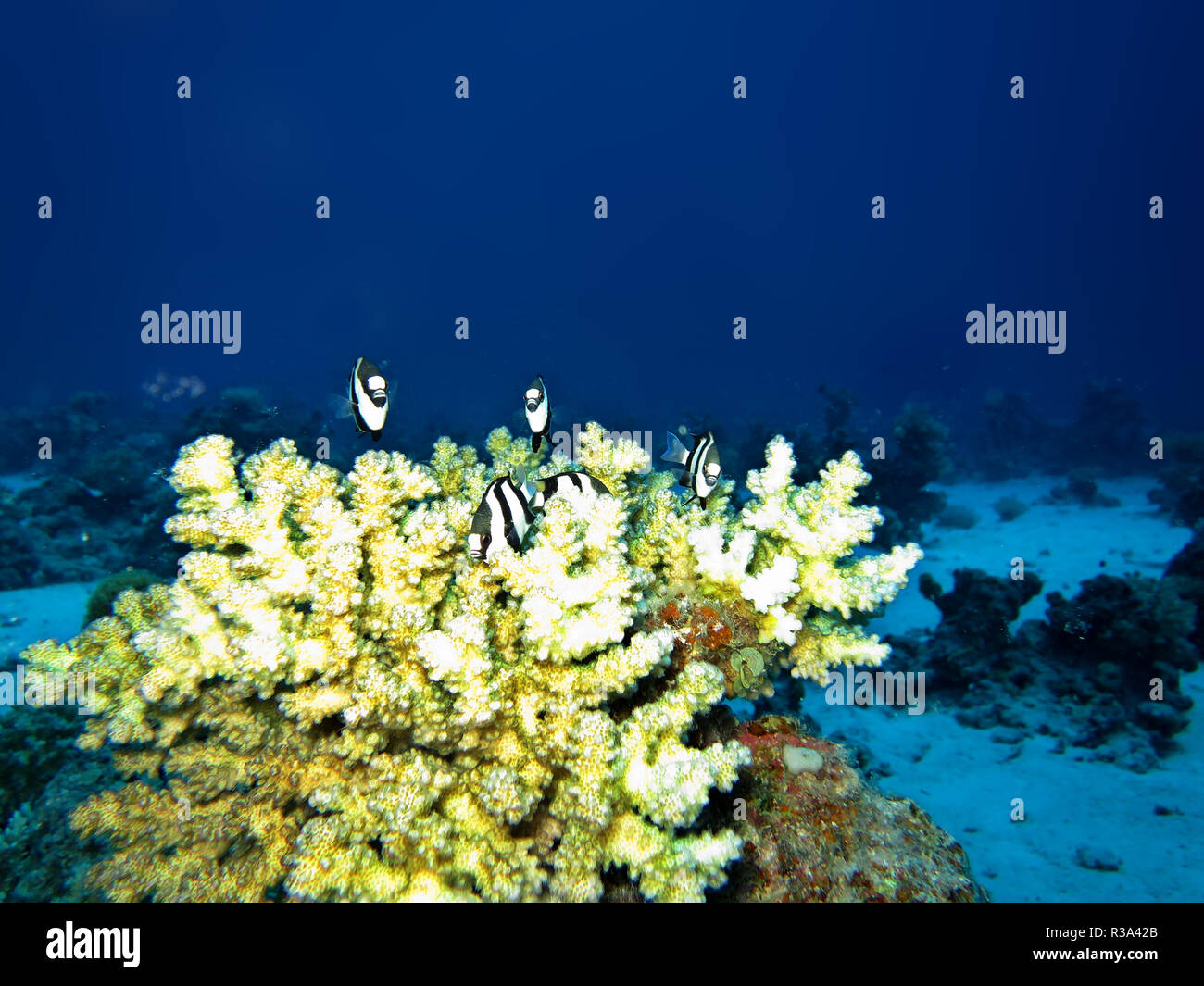 whitetail dascyllus on a coral stock Stock Photo