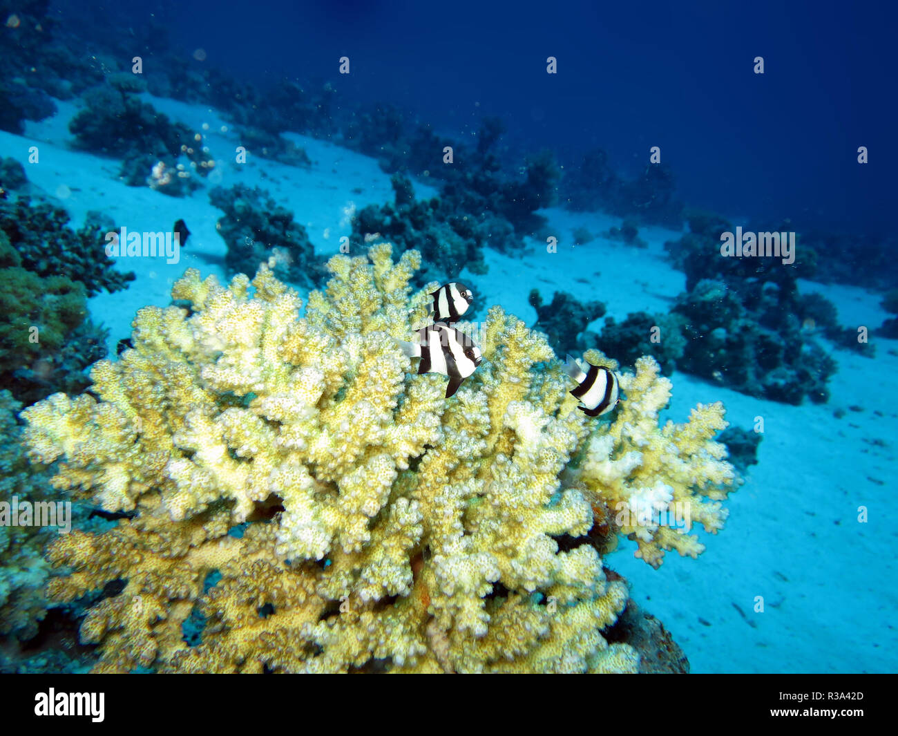 whitetail prussia fish on a coral colony Stock Photo