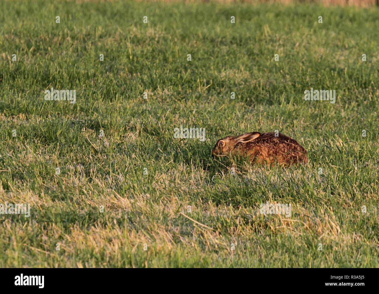 hare in the meadow Stock Photo