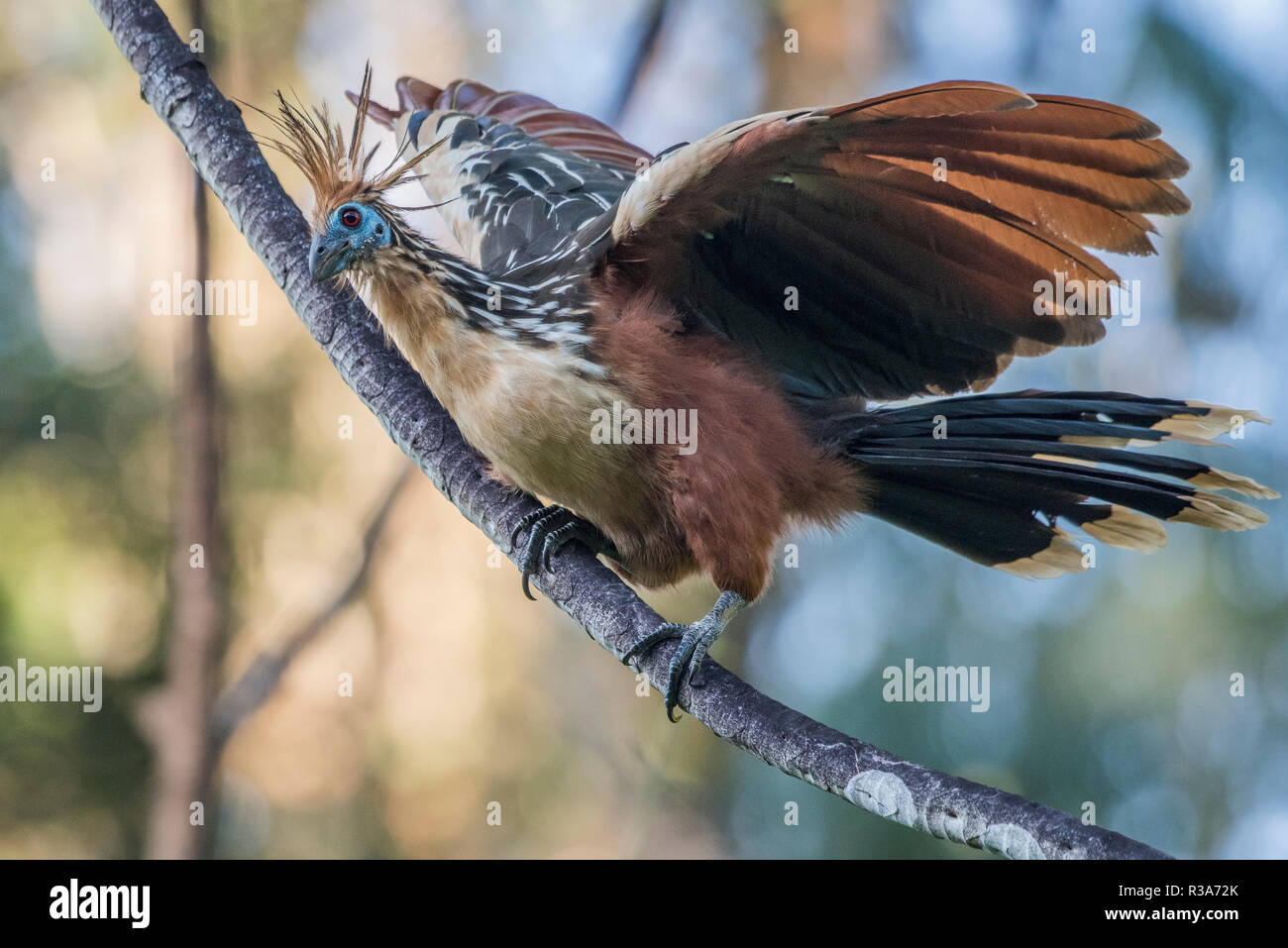Hoatzin (Opisthocomus hoazin) is a species of bird often found around oxbow lakes and other water bodies in the Amazon. This one is from Los Amigos. Stock Photo