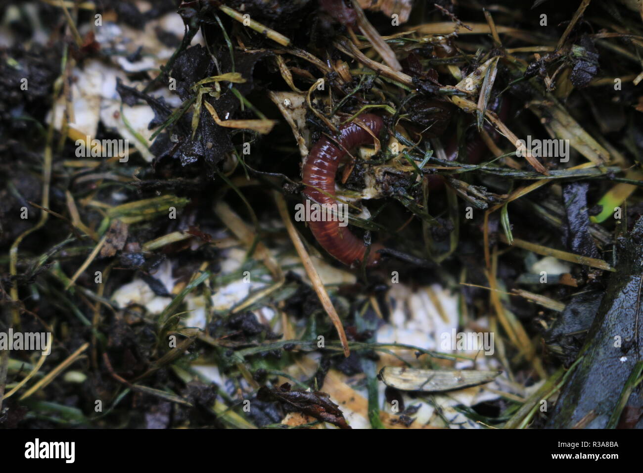 macroshot of earthworms in soil Eisenia fetida. Stock Photo