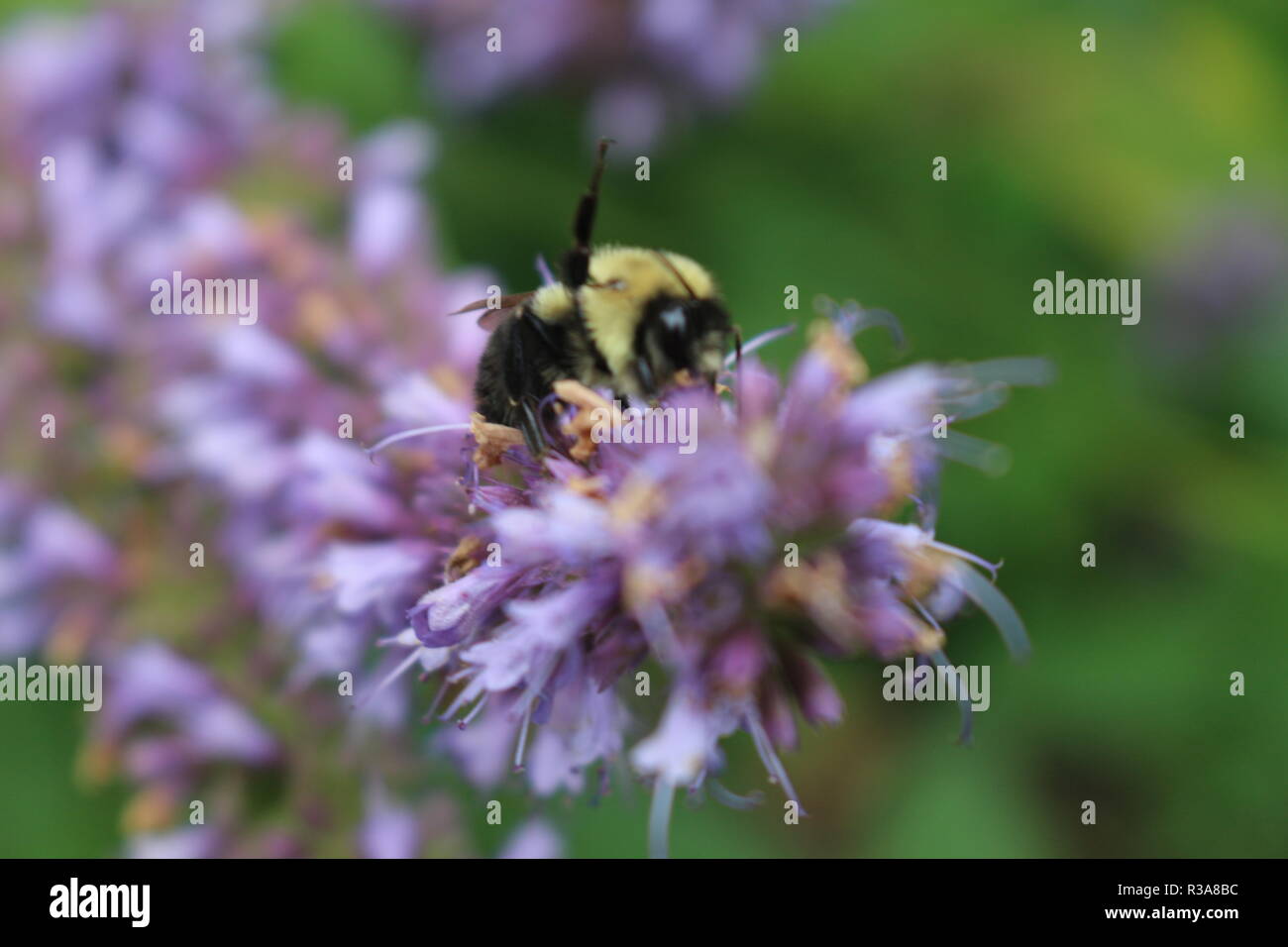 Korean Mint Agastache rugosa flower blossom Stock Photo Alamy