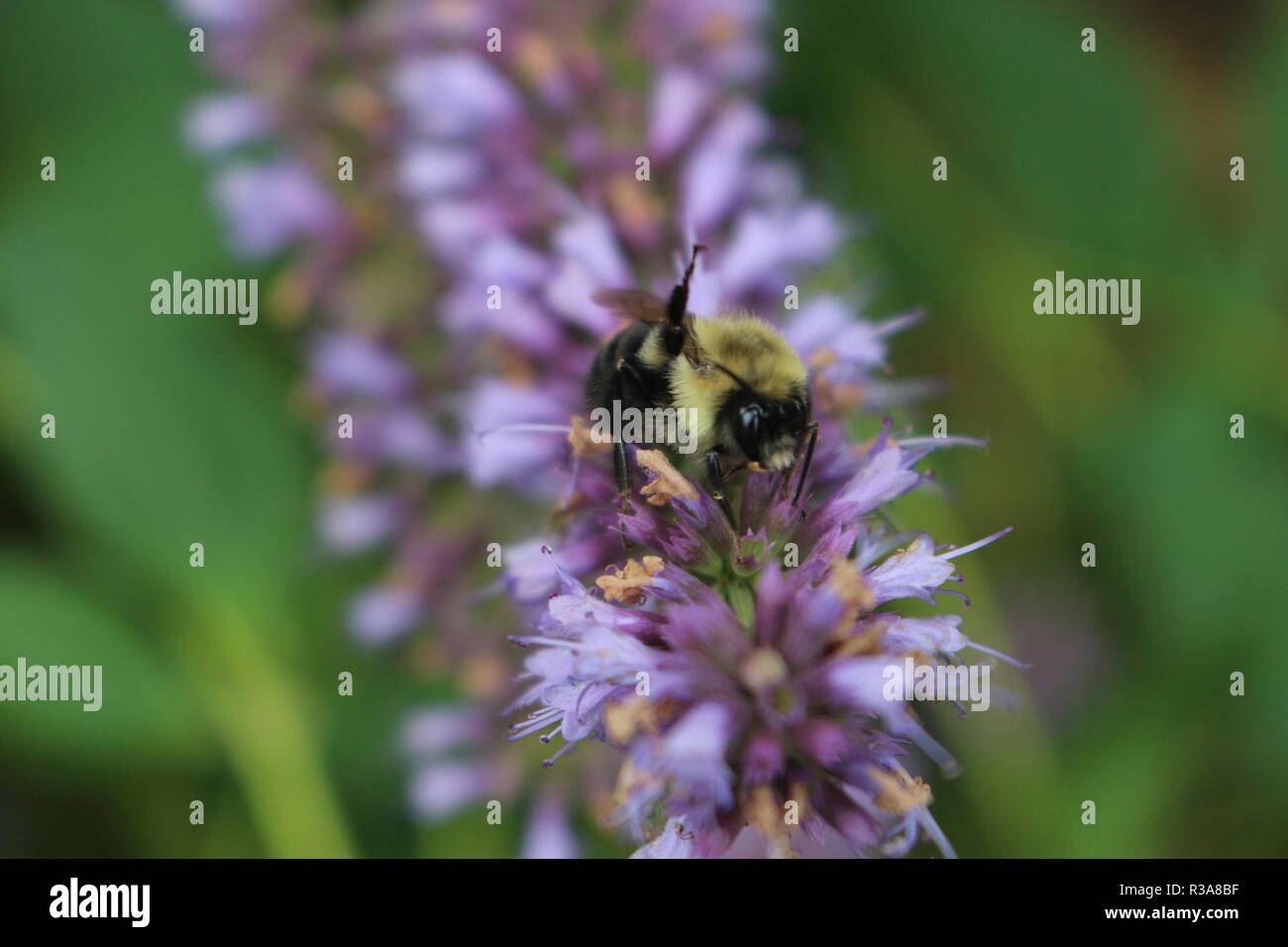 Korean Mint Agastache rugosa flower blossom Stock Photo Alamy