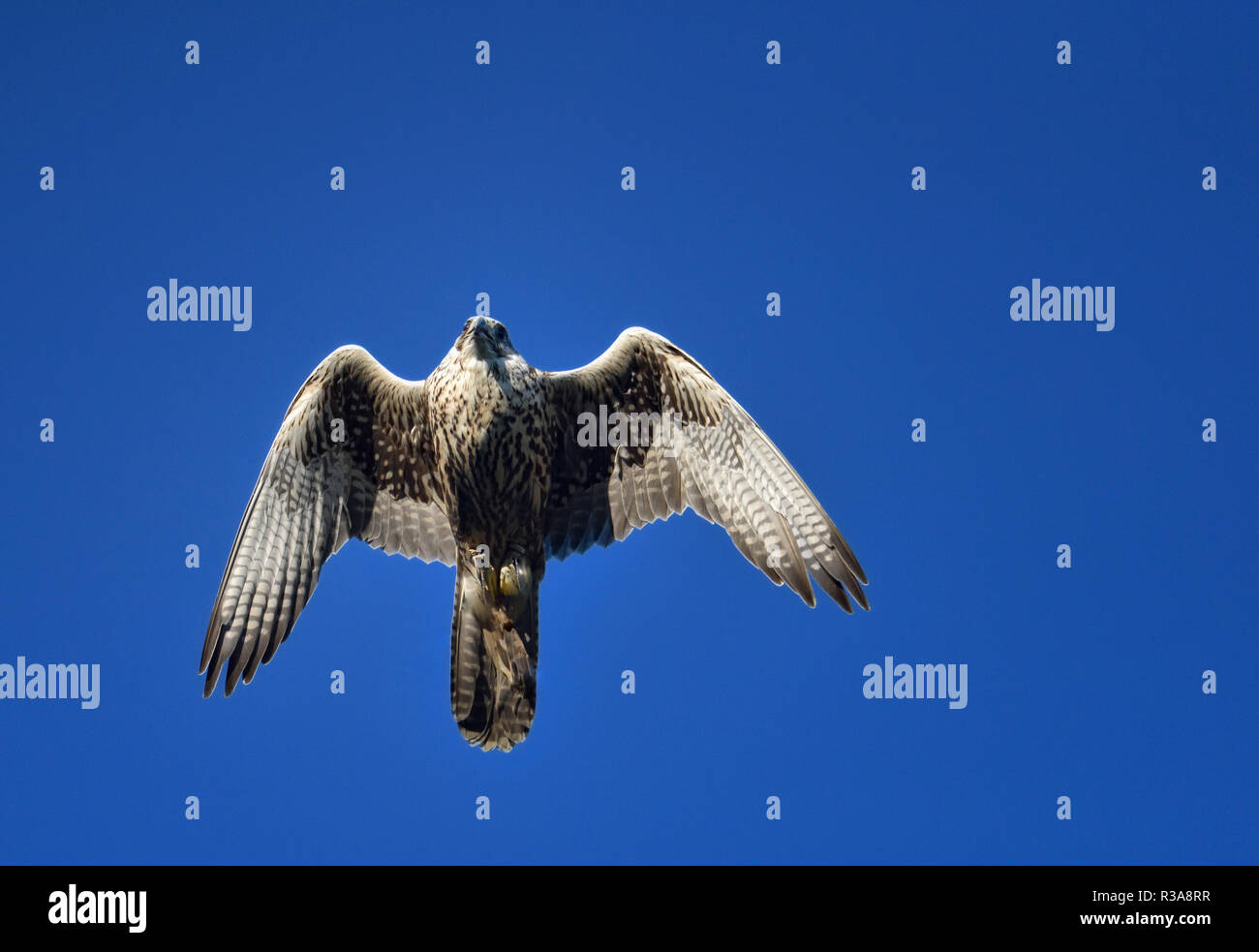 peregrine falcon (falco peregrinus) in flyvning. Stock Photo