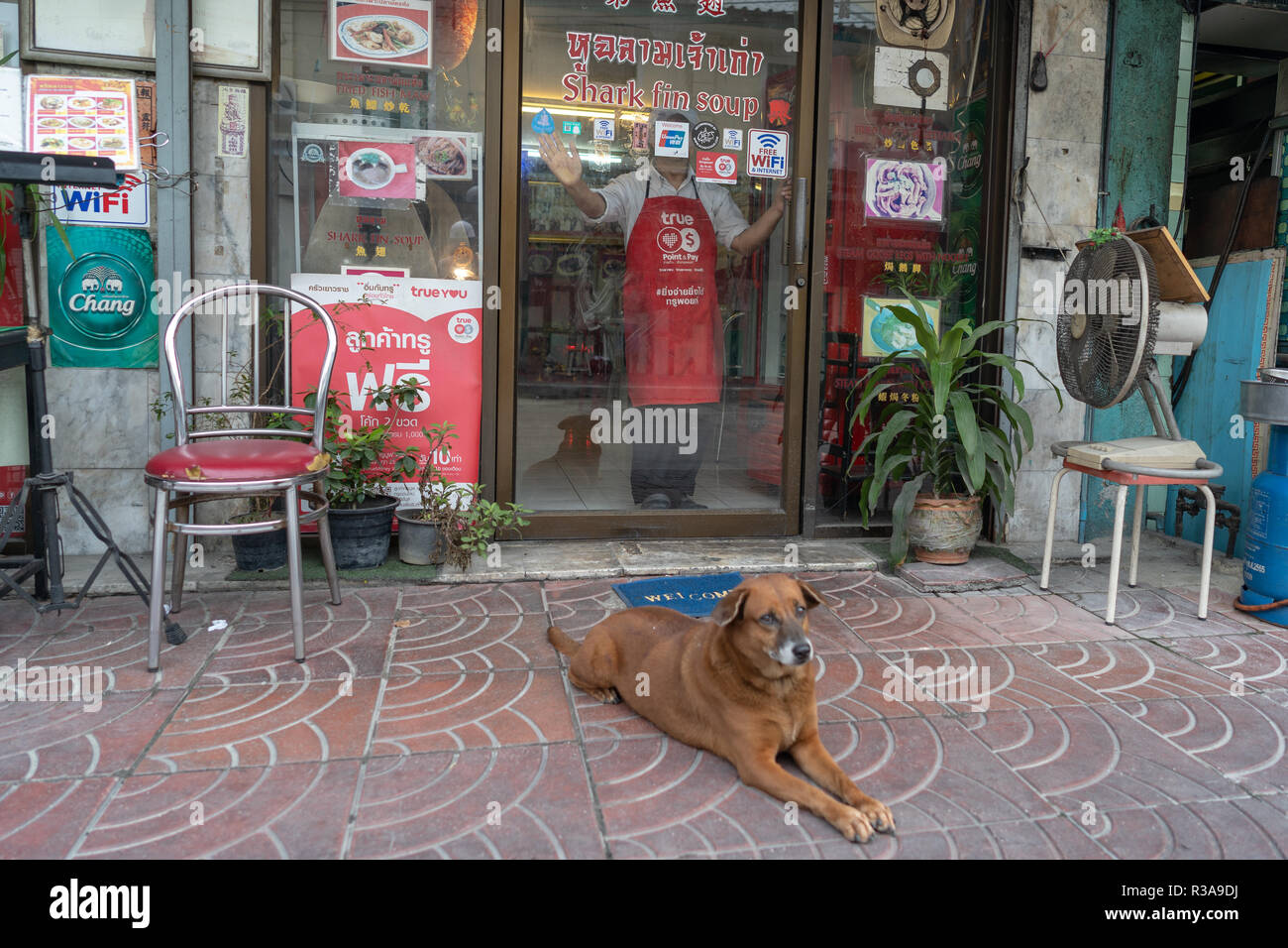 A dog seen next to a shop in Chinatown, Bangkok, Thailand. Daily life in Bangkok capital of