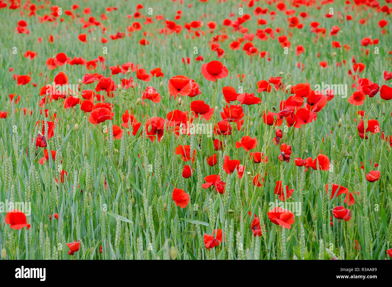 wheat field with poppies Stock Photo Alamy