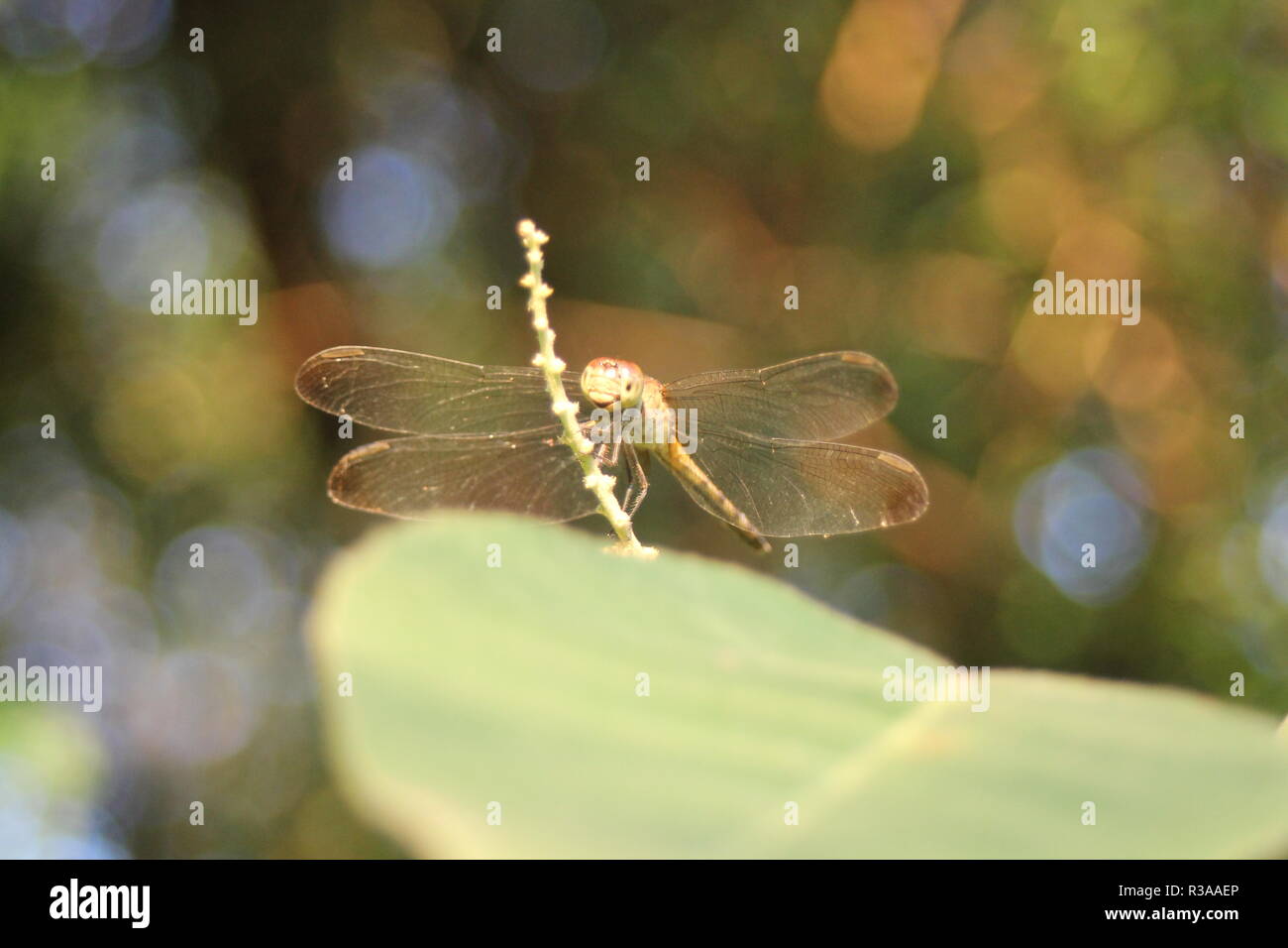 funny dragonfly Stock Photo