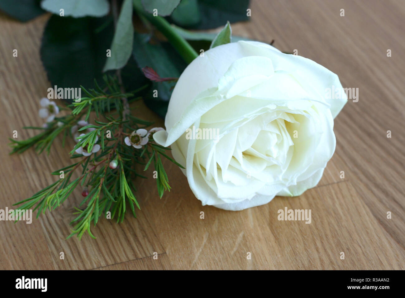 white rose on wood Stock Photo