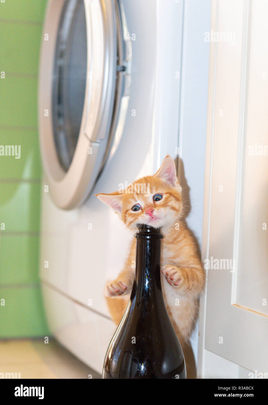 Catfood High Resolution Stock Photography And Images Alamy