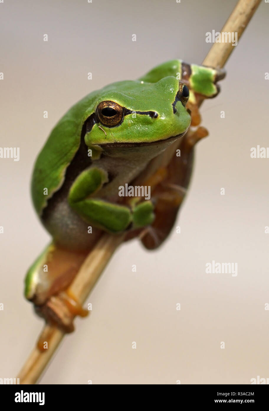 common tree frog - [hyla arborea] Stock Photo