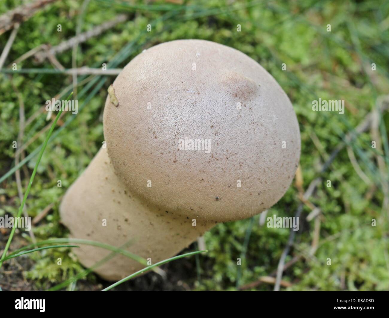 bag puffball (lycoperdon excipuliforme) Stock Photo
