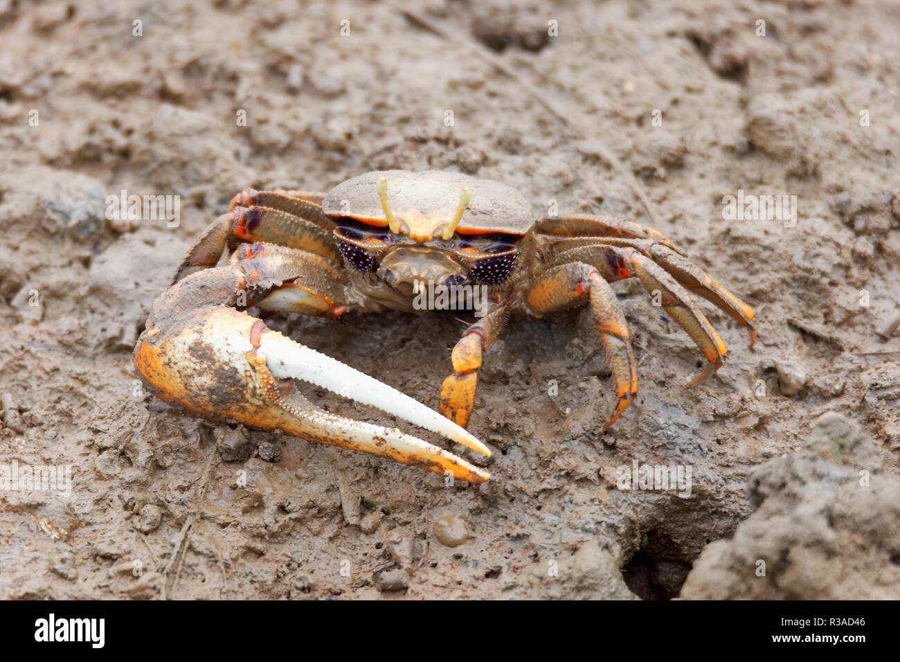 fiddler crab Stock Photo