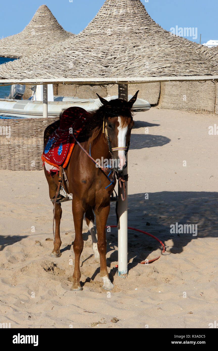 horse under a parasol on the beach Stock Photo - Alamy