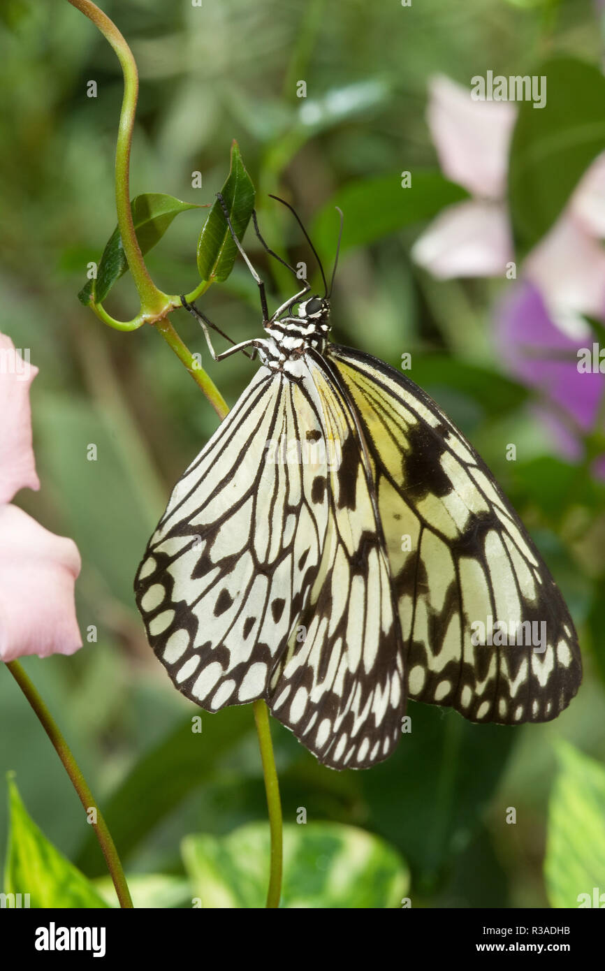 black and white butterfly Stock Photo Alamy