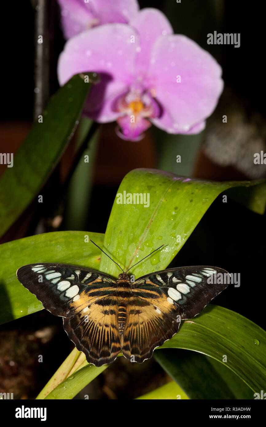 butterfly and orchid Stock Photo Alamy