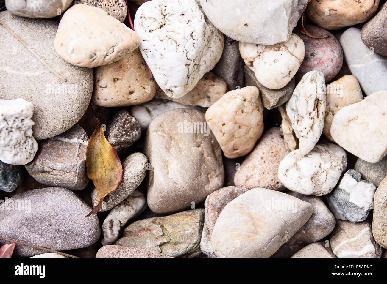 gravel with leaf Stock Photo