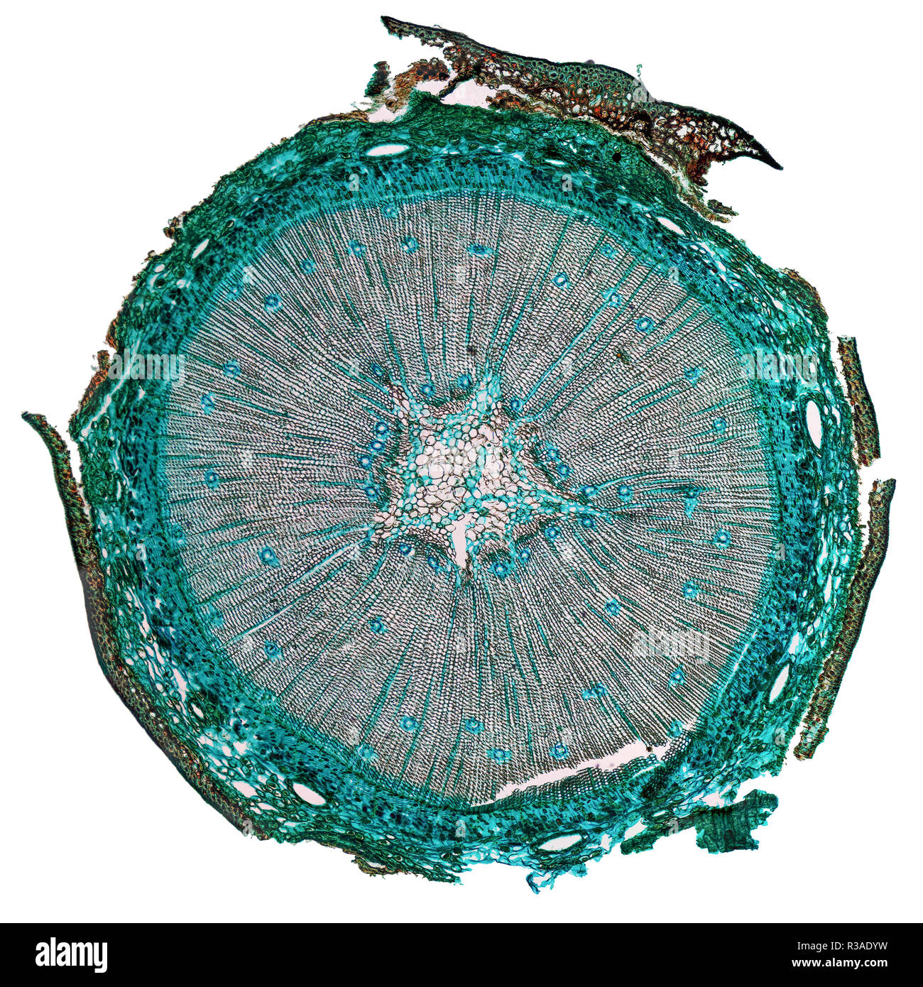 Cross Section Tree Cell High Resolution Stock Photography and Images ...