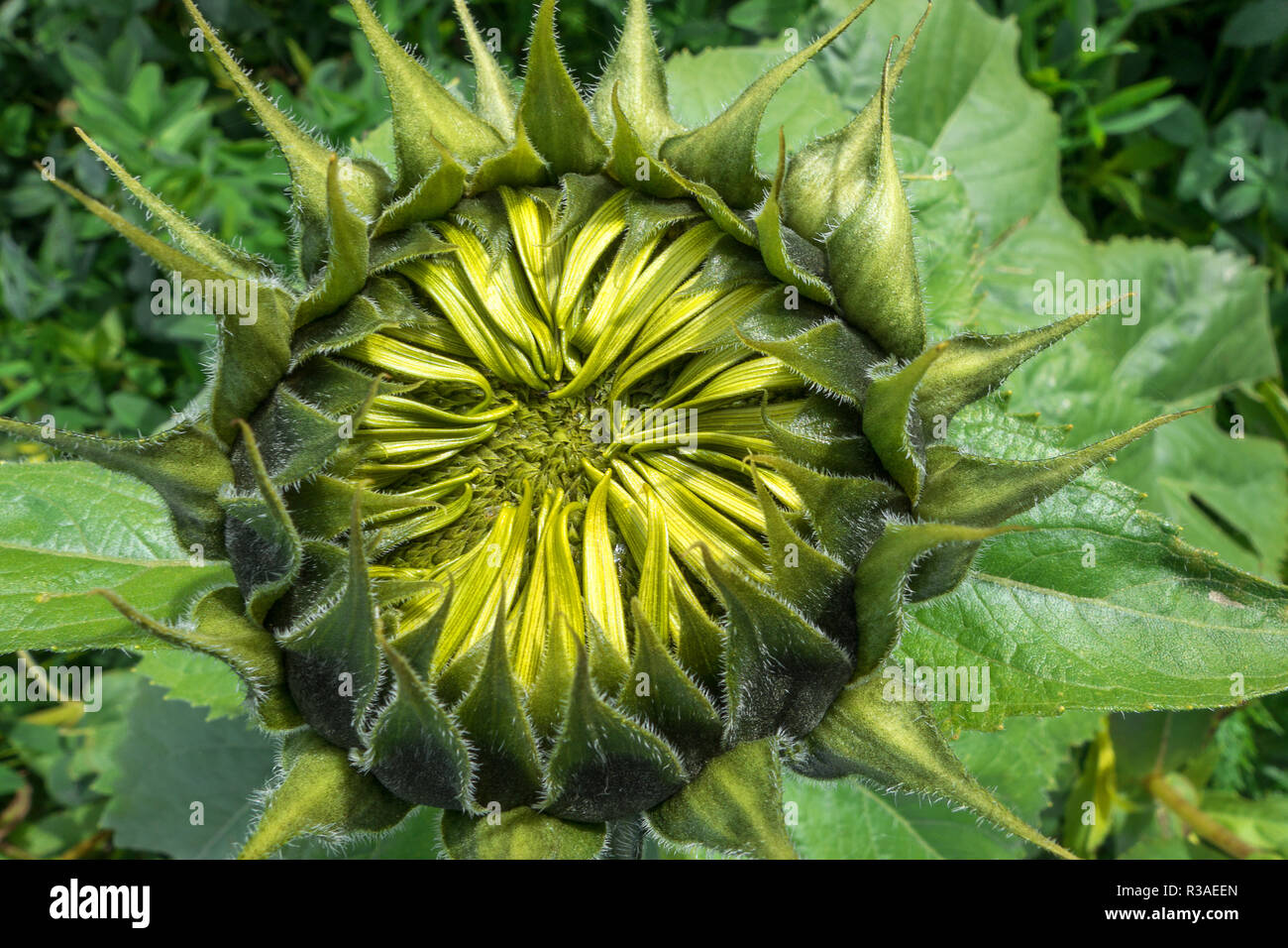 bud of a sunflower Stock Photo