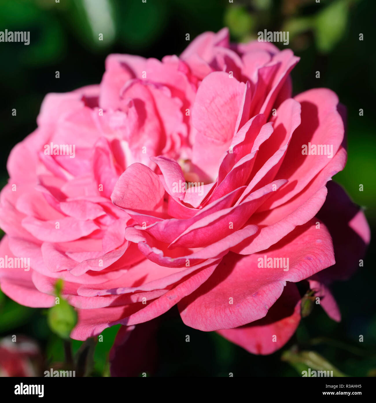 Kulturrosen hi-res stock photography and images - Alamy