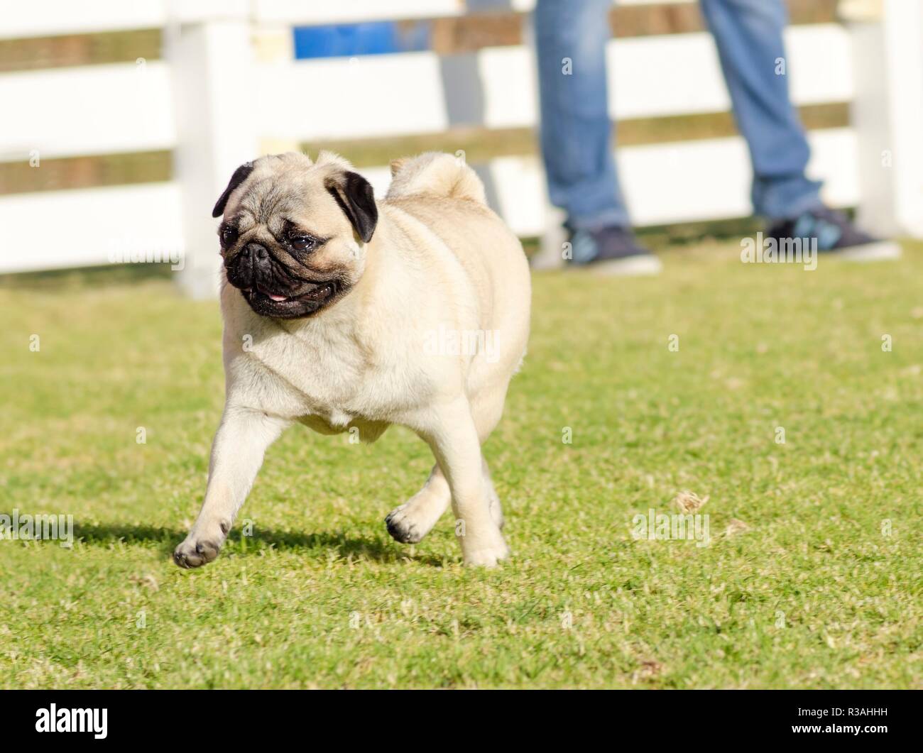 Walk With Mops Stock Photos & Walk With Mops Stock Images - Alamy