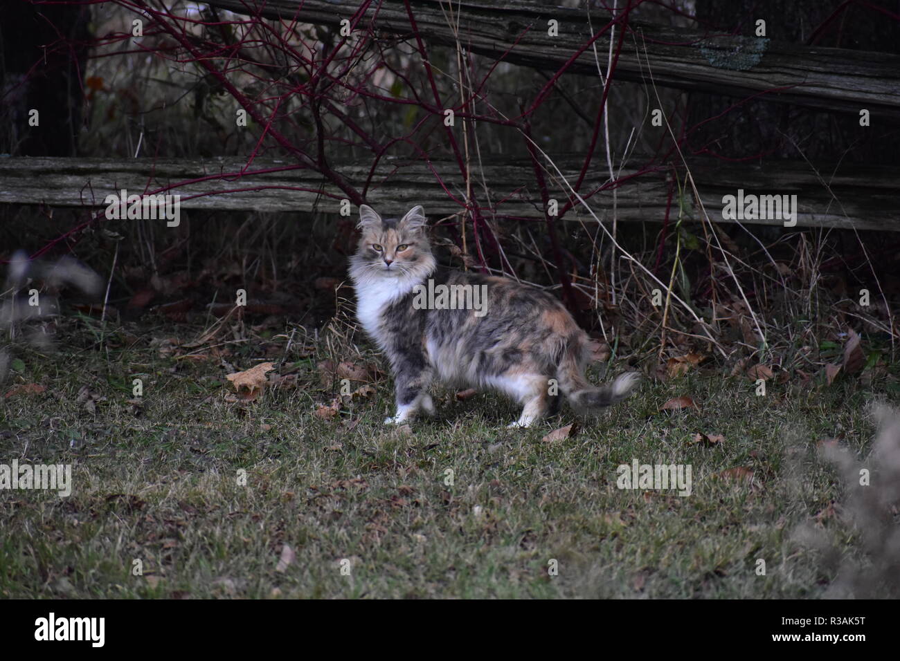 A feral barn cat. This is one of our outdoor cats. They do a good job