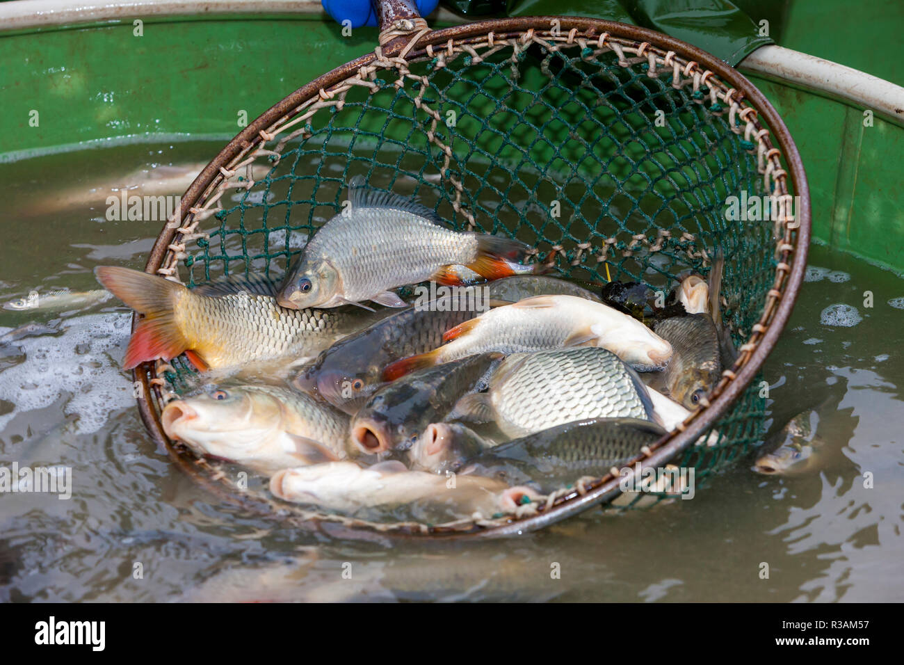 Fish tank net hi-res stock photography and images - Page 3 - Alamy