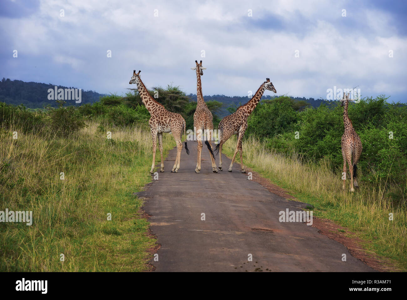 Everything Pales in comparison to deer Stock Photo Alamy