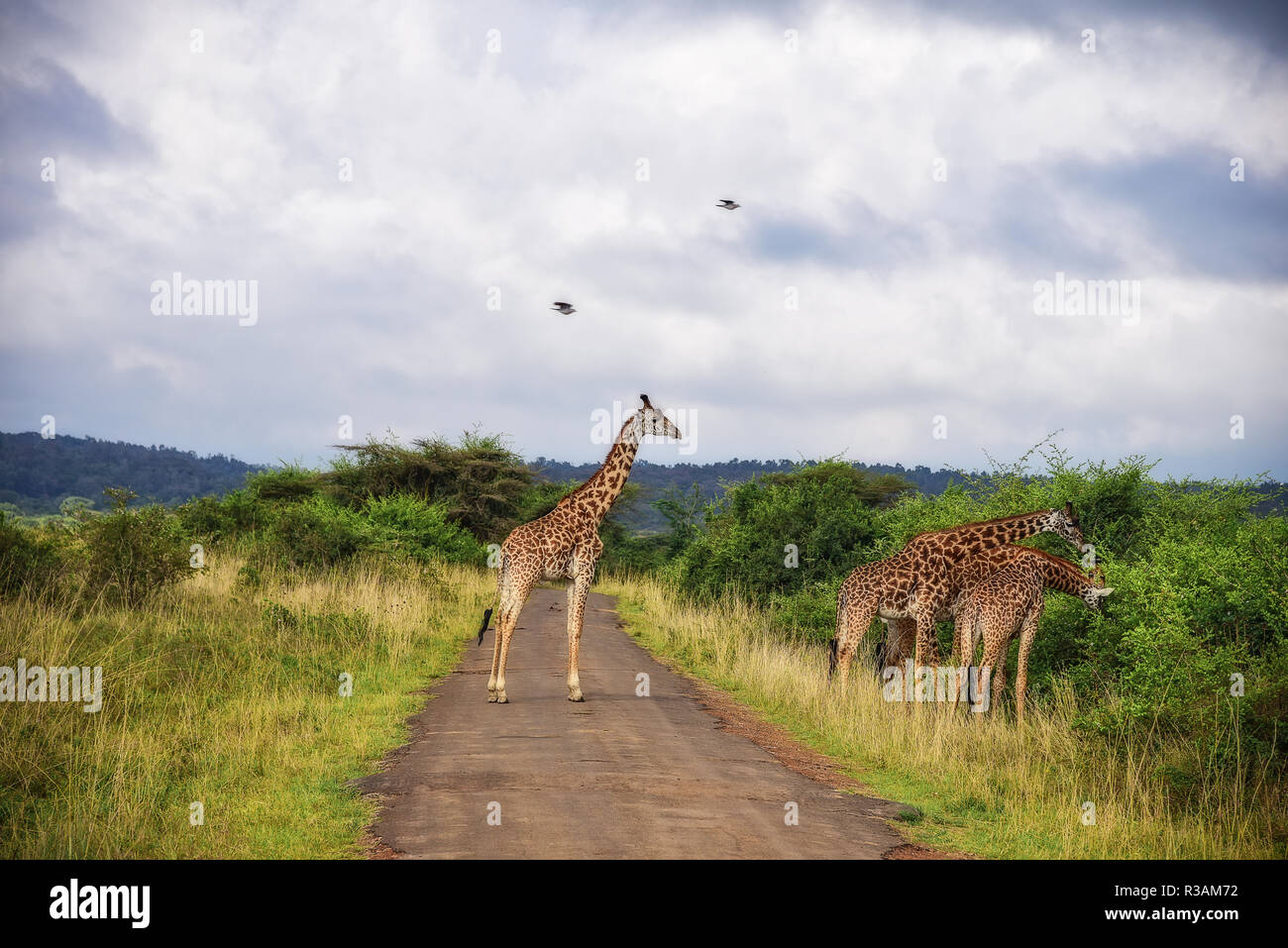 Everything Pales in comparison to deer Stock Photo Alamy