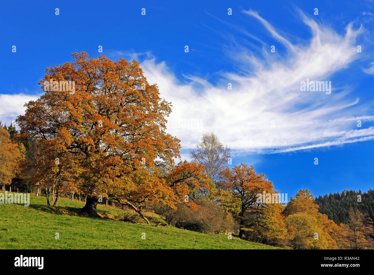 autumn in hochsauerland Stock Photo