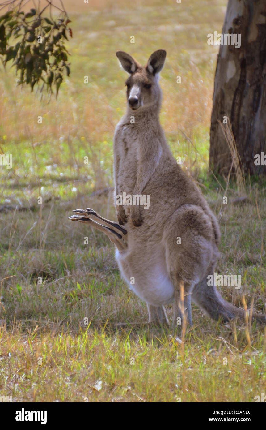 wallaby with baby feet in the air Stock Photo