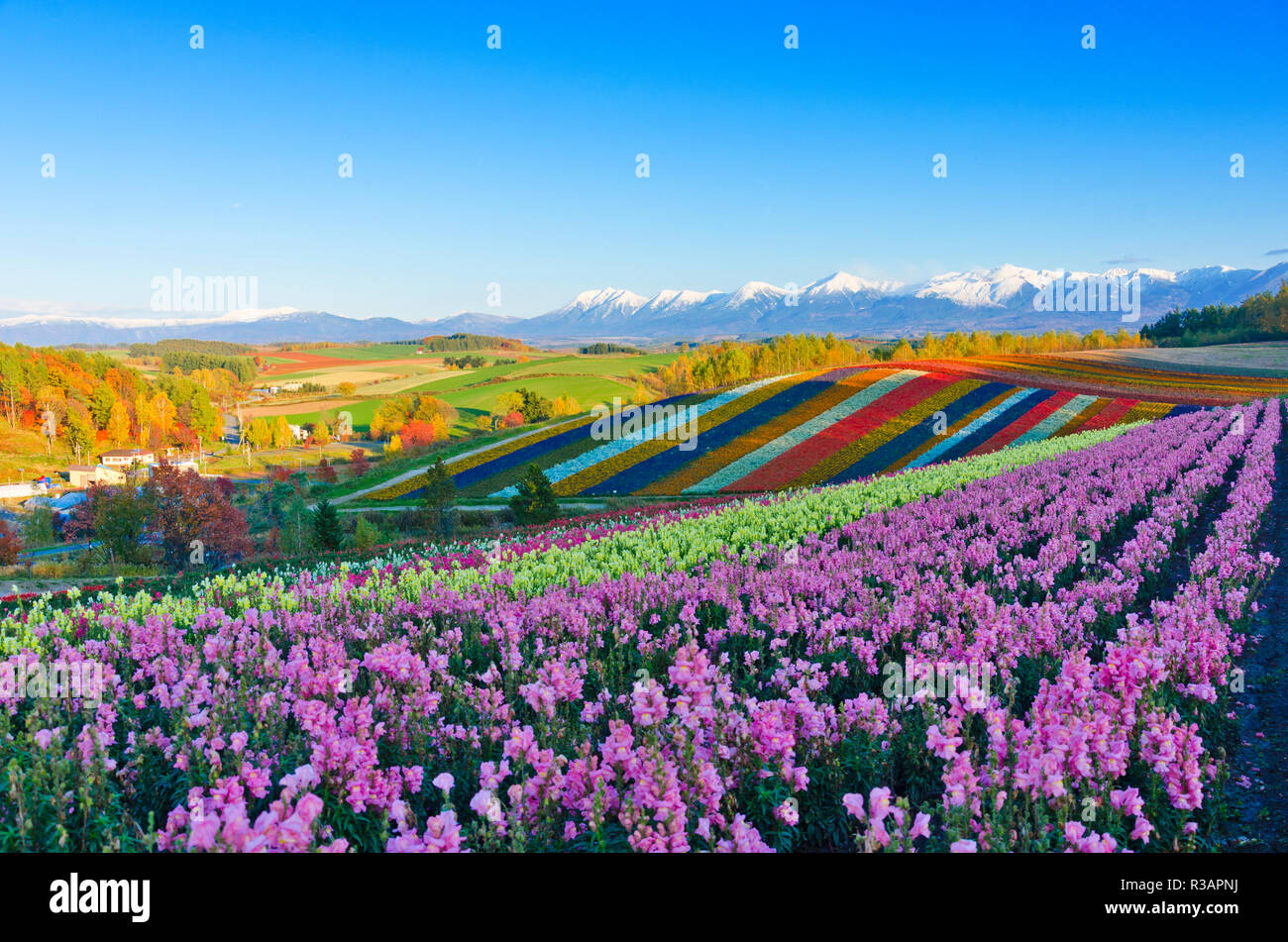 Beautiful flower field on the hill in Biei, Hokkaido, Japan Stock Photo