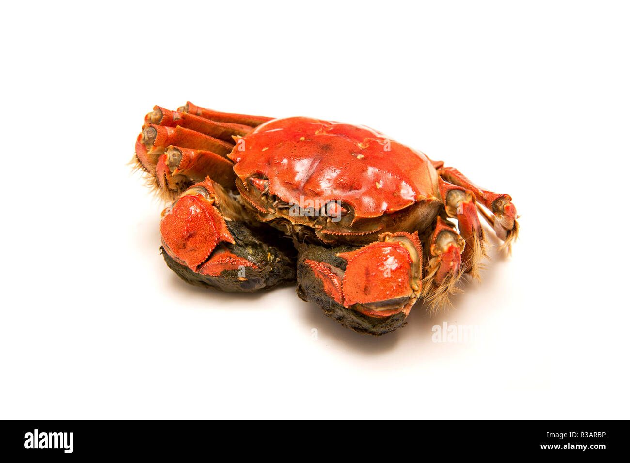 Cooked Chinese hairy crab isolated on white background Stock Photo