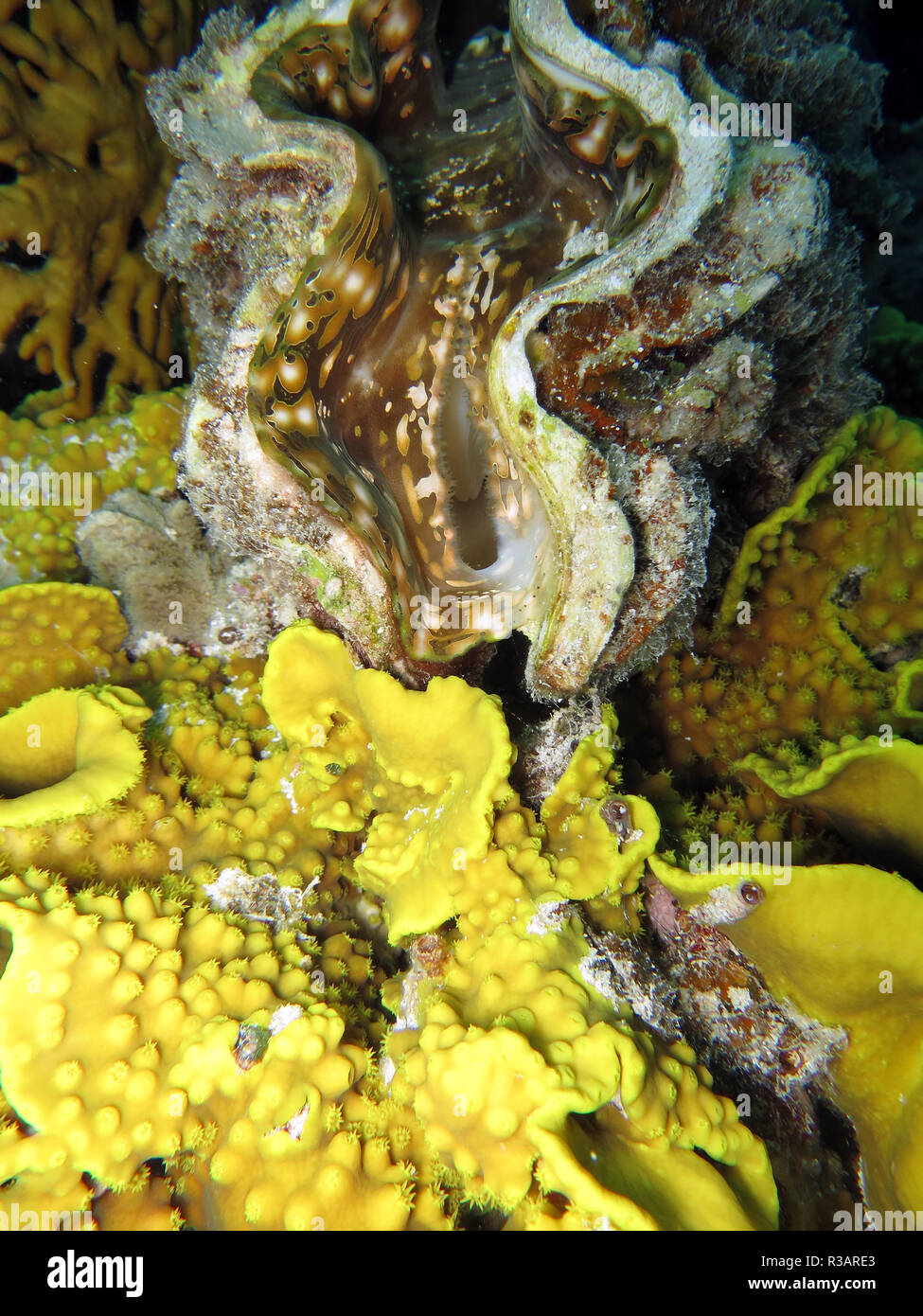 giant clam Stock Photo Alamy