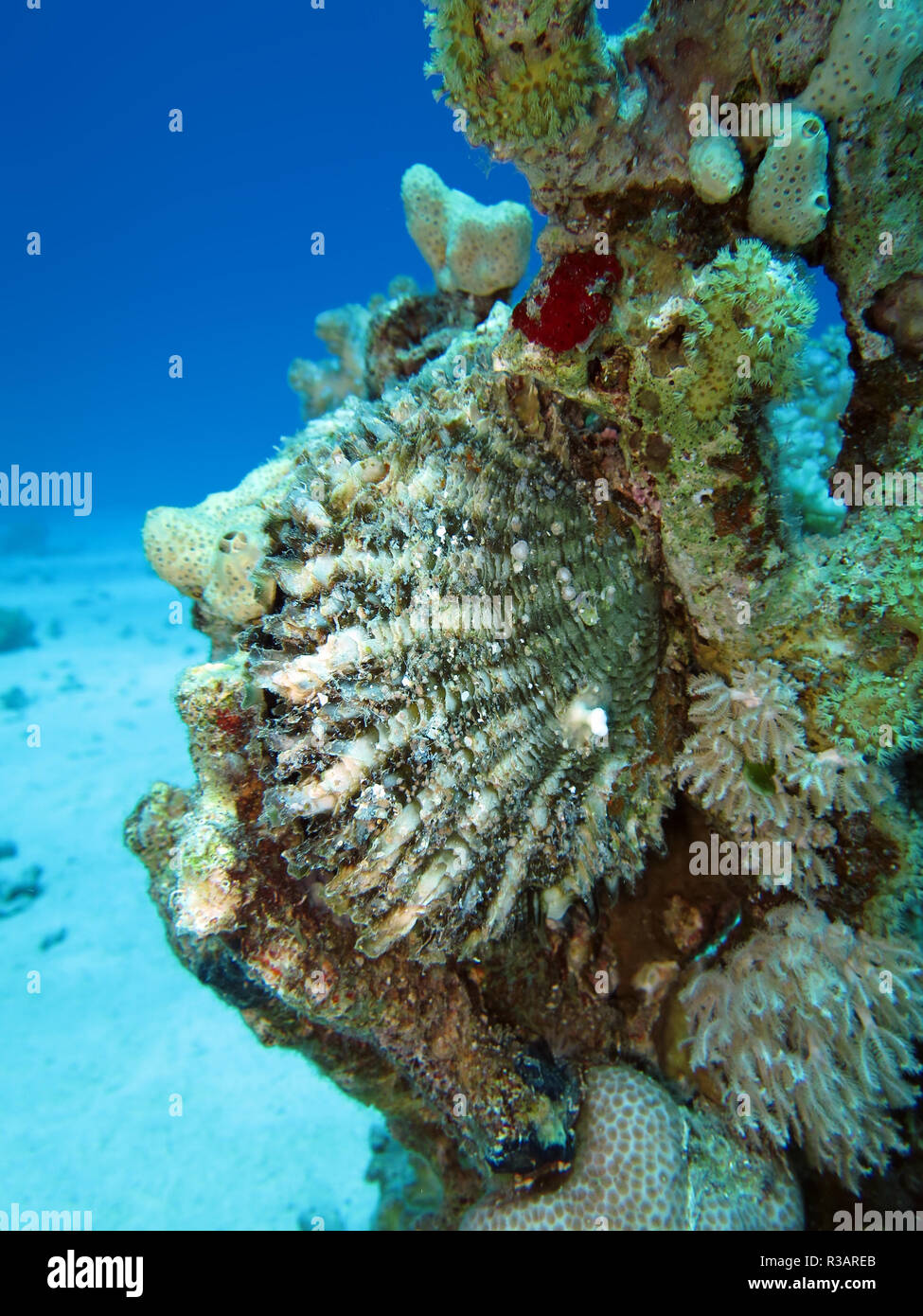 Perlmuschel Stock Photo Alamy