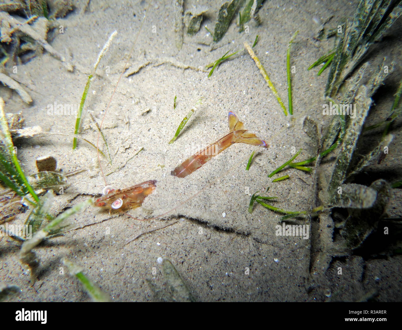 penaeus shrimp Stock Photo