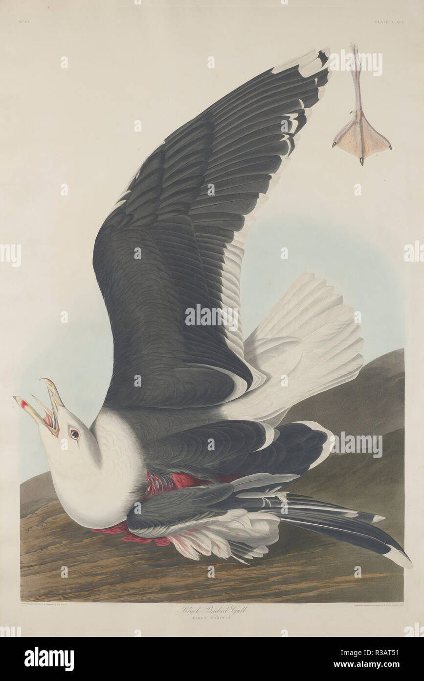 Black-Backed Gull. Dated: 1835. Medium: hand-colored etching and aquatint on Whatman paper. Museum: National Gallery of Art, Washington DC. Author: Robert Havell after John James Audubon. Stock Photo