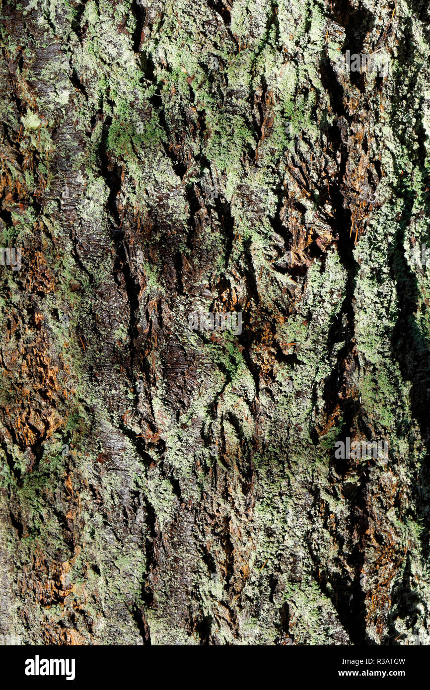 Close-up of the bark of a mature western red cedar tree Thuja plicata covered in green lichen,Pacific Spirit Regional Park, Vancouver, BC, Canada Stock Photo