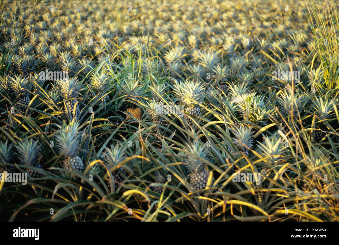 pineapple plantation on the island of oahu,hawaii Stock Photo Alamy