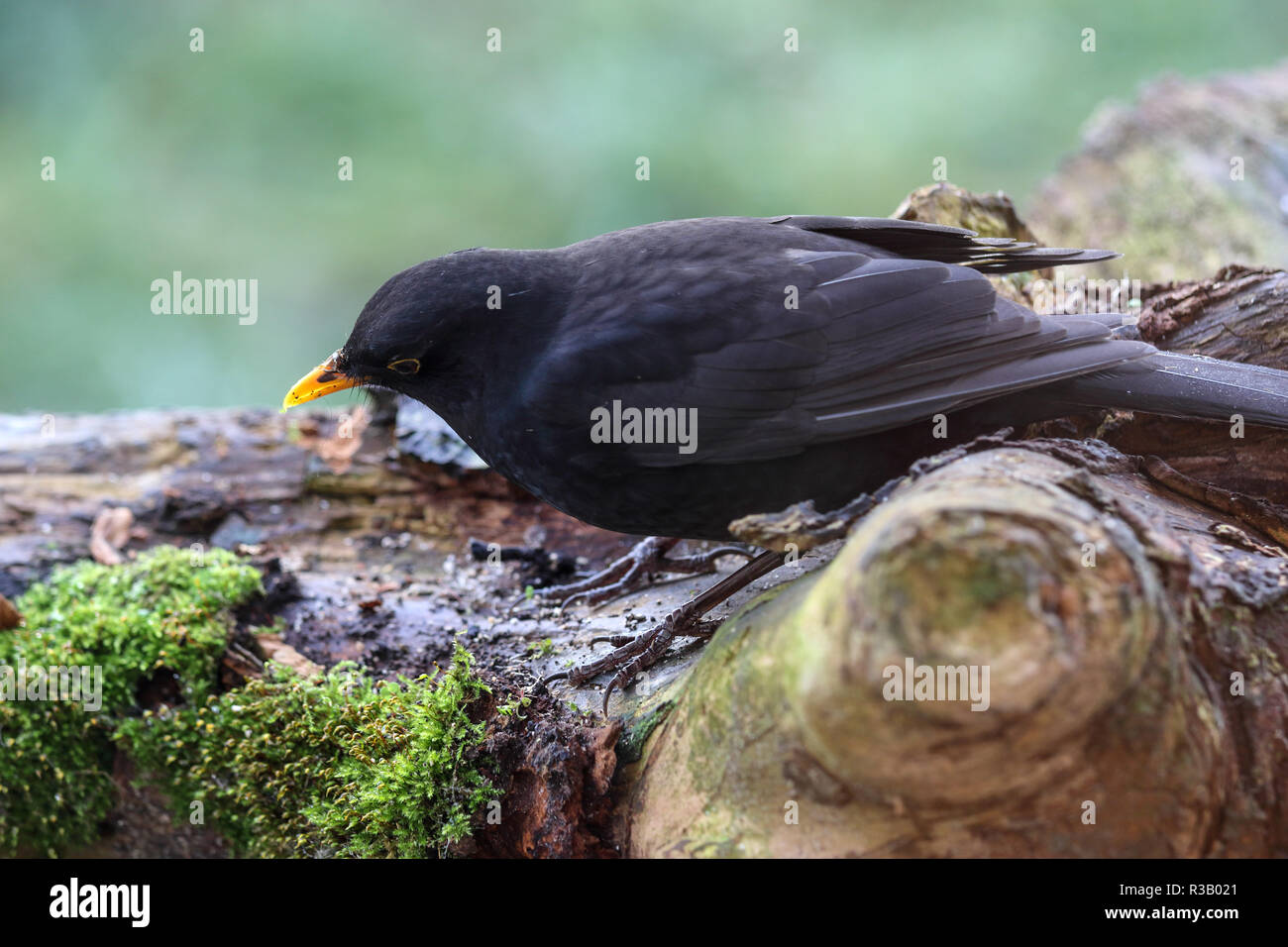 blackbird males Stock Photo