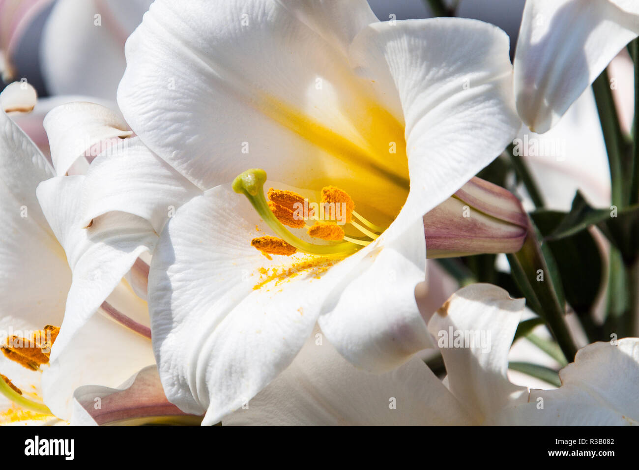 white lily Stock Photo