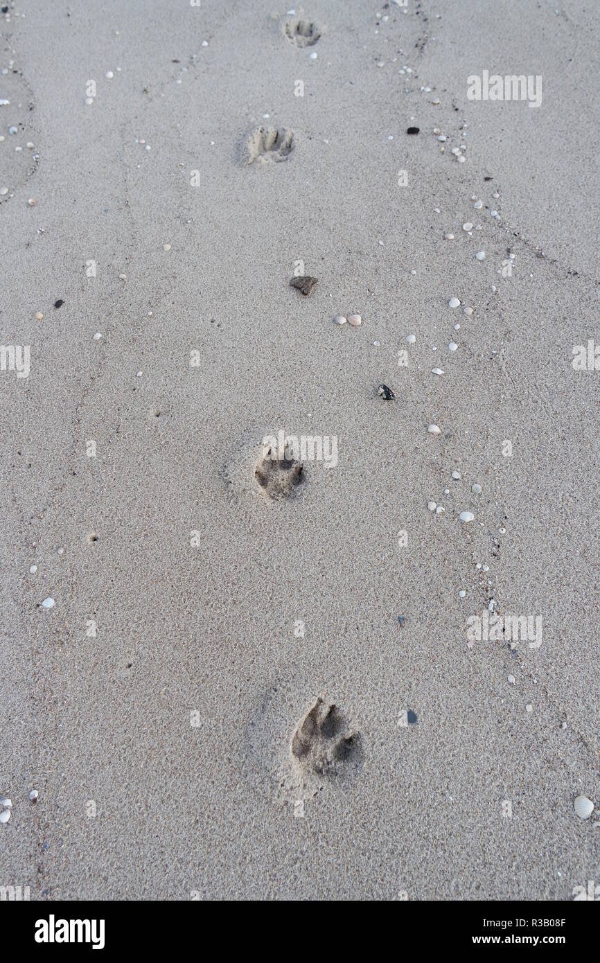 animal tracks in the sand Stock Photo