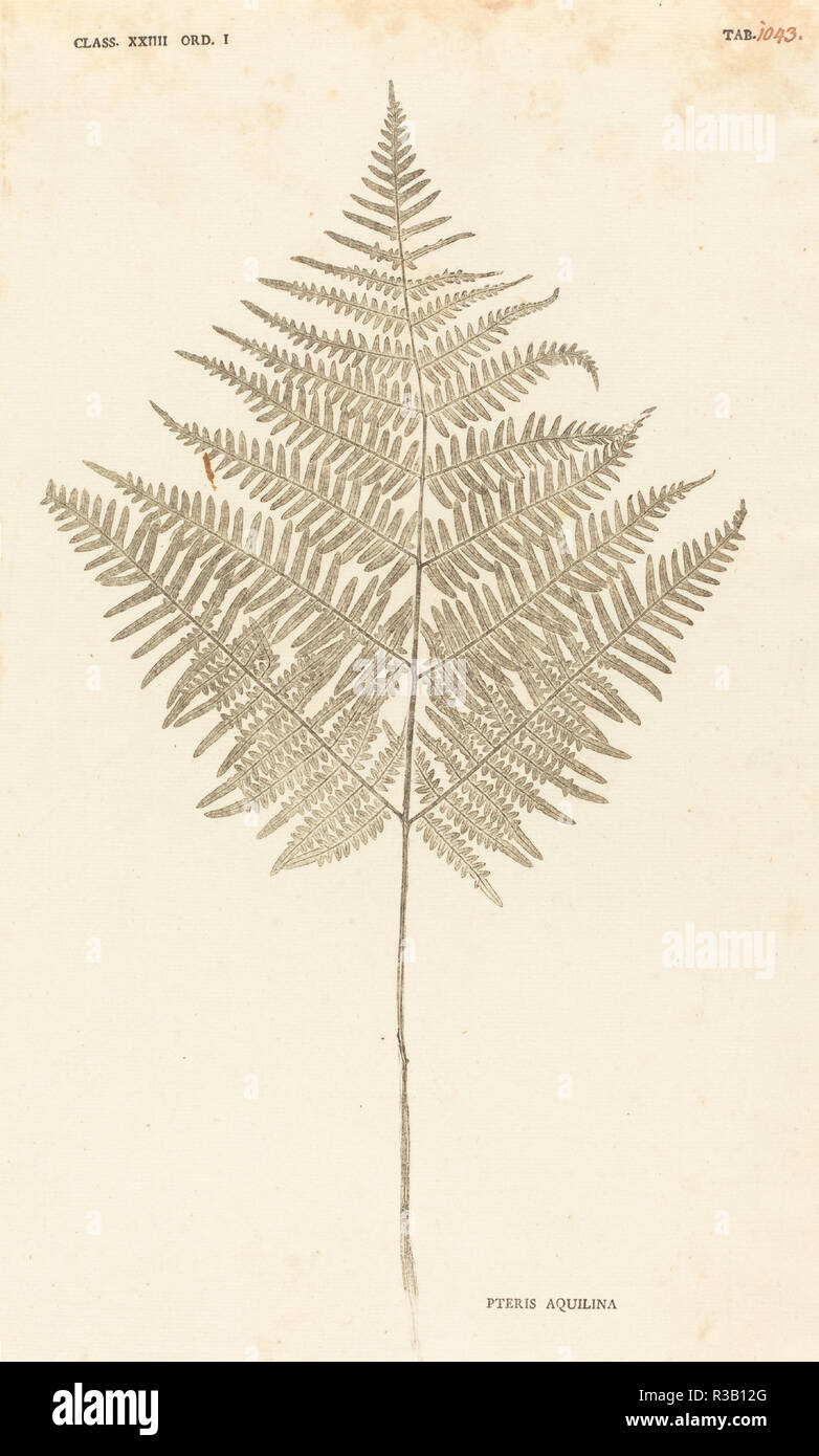Pteris Aquilina. Dated: published 1757/1764. Medium: pressed and dried plant inked and pressed between two sheets of paper. Museum: National Gallery of Art, Washington DC. Author: Johann Hieronymus Kniphof. Stock Photo