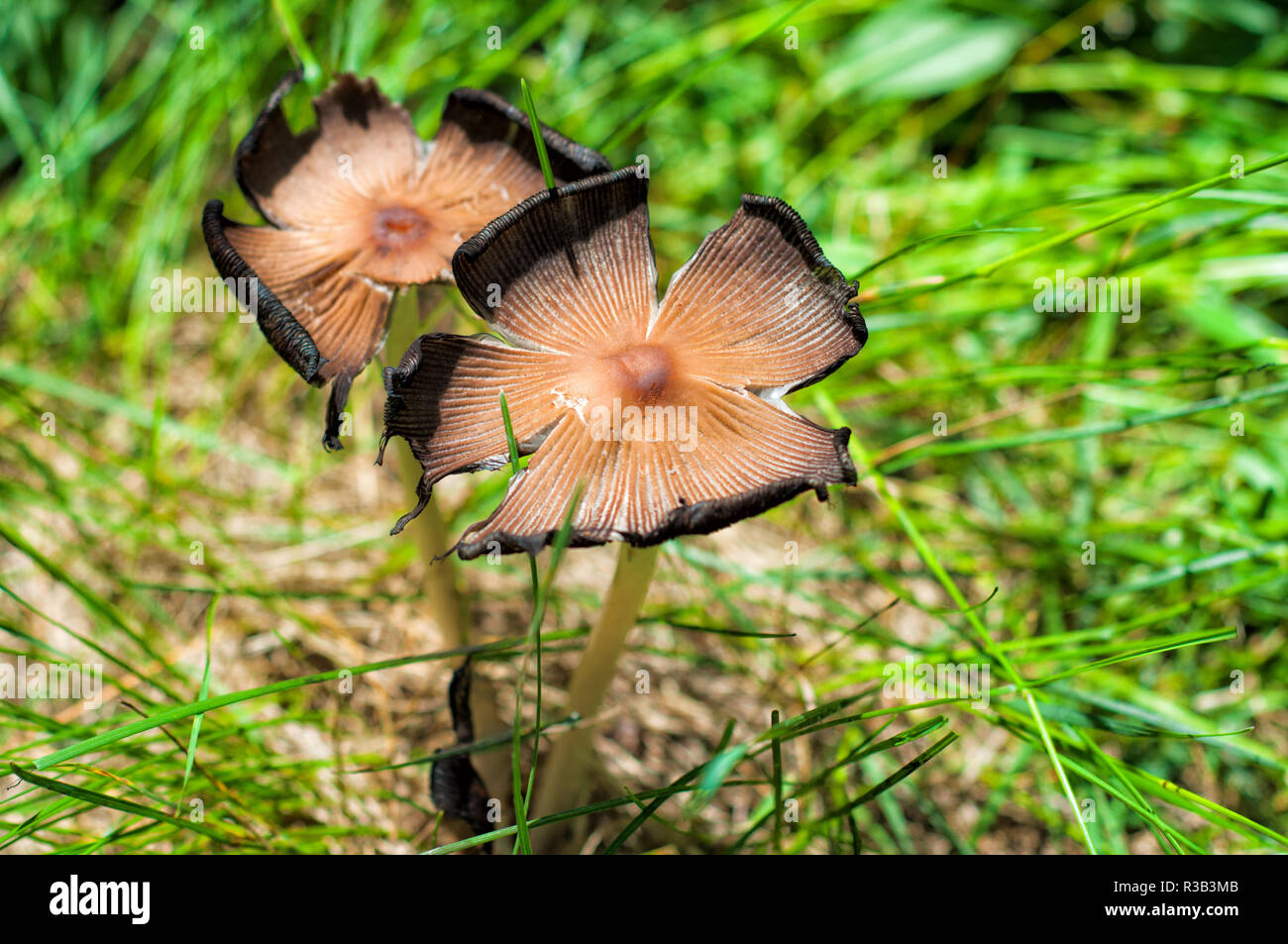 Two mushrooms in the grass, natural habitat Stock Photo