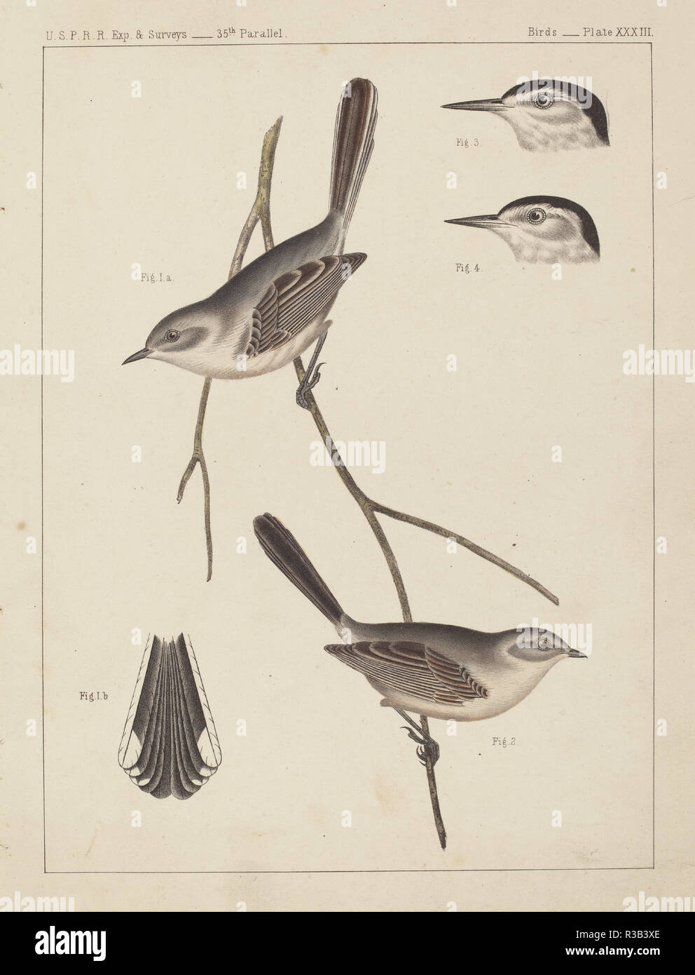 Birds - U.S.P.R.R. Exp. & Surveys, 35th Parallel. Medium: color lithograph. Museum: National Gallery of Art, Washington DC. Author: American 19th Century. Stock Photo
