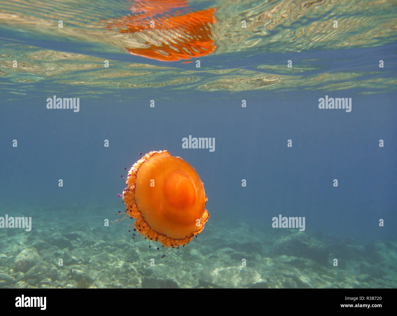 Crawl under a rock hi-res stock photography and images - Alamy