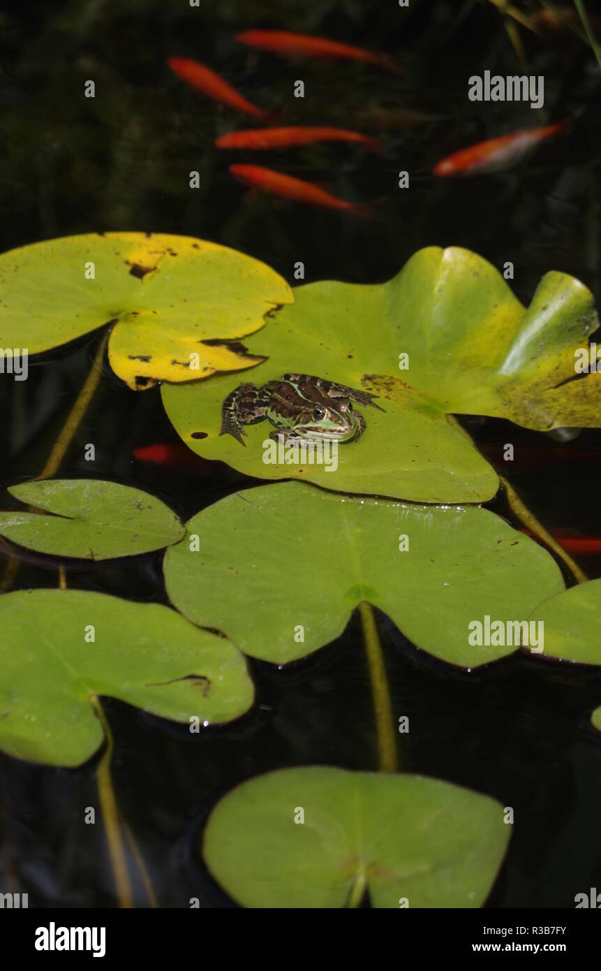 Frog pond goldfish hires stock photography and images Alamy