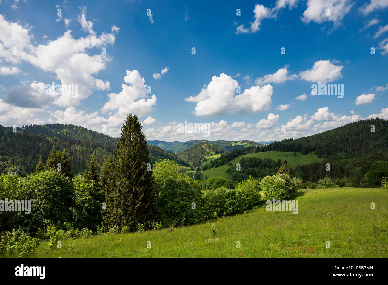 Hilly landscape with meadows and forest, Belchen, Kleines Wiesental, Southern Black Forest, Black Forest, Baden-Württemberg Stock Photo