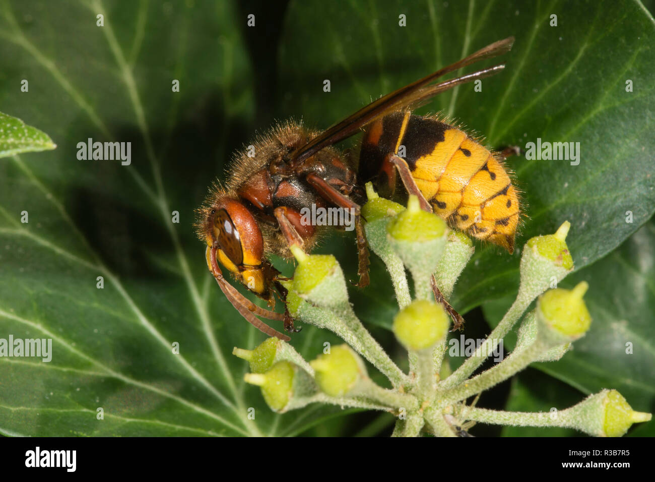 European hornet (Vespa crabro) on pollen of Common ivy (Hedera helix), Baden-Württemberg, Germany Stock Photo