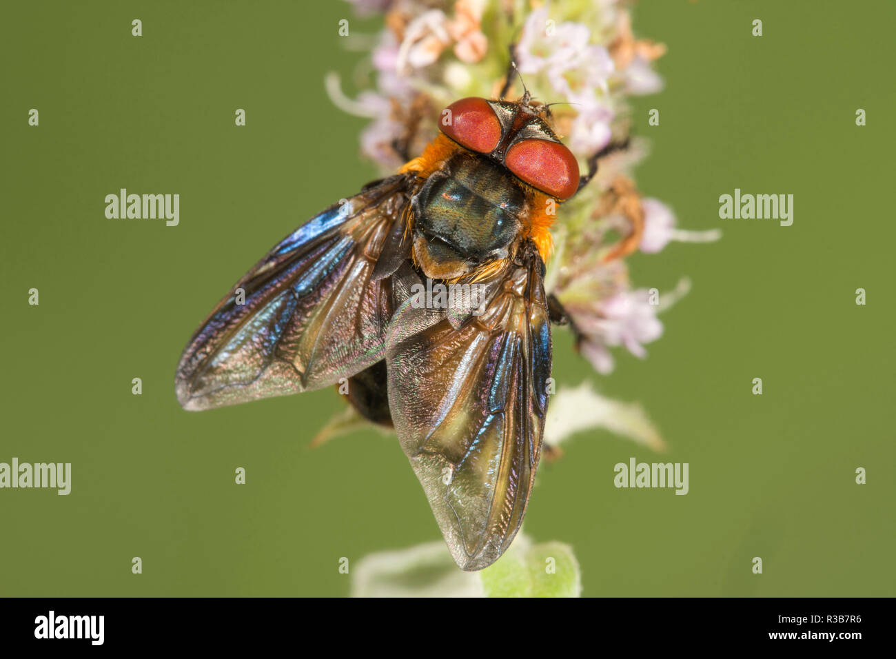 Parasitic fly (Phasia hemiptera) on flower of horse mint (Mentha longifolia), Baden-Württemberg, Germany Stock Photo